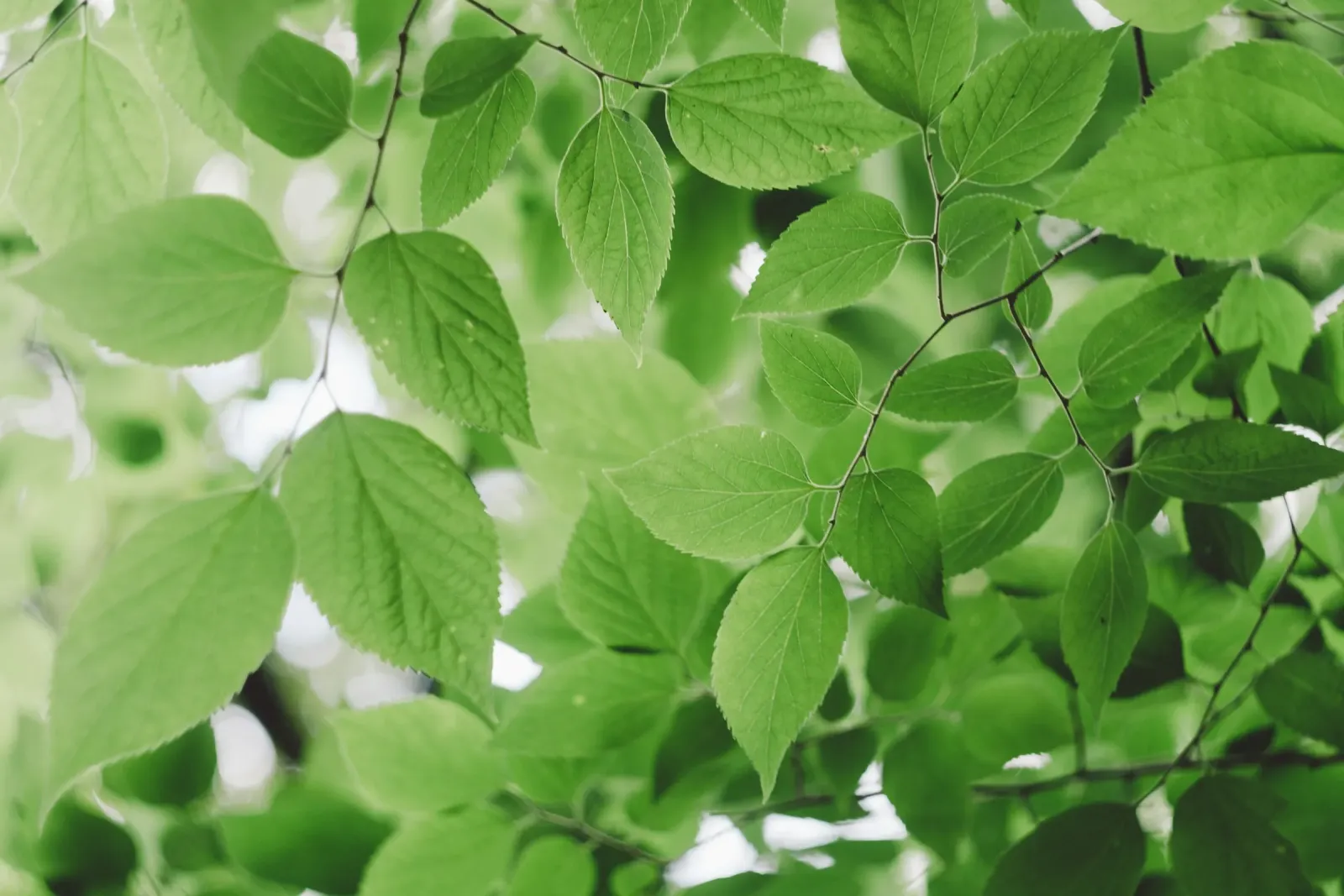 Fresh green leaves