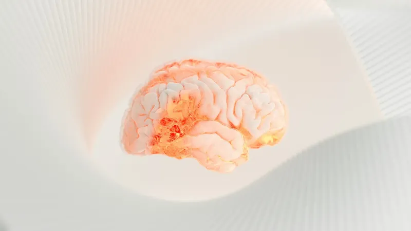 A model of the human brain